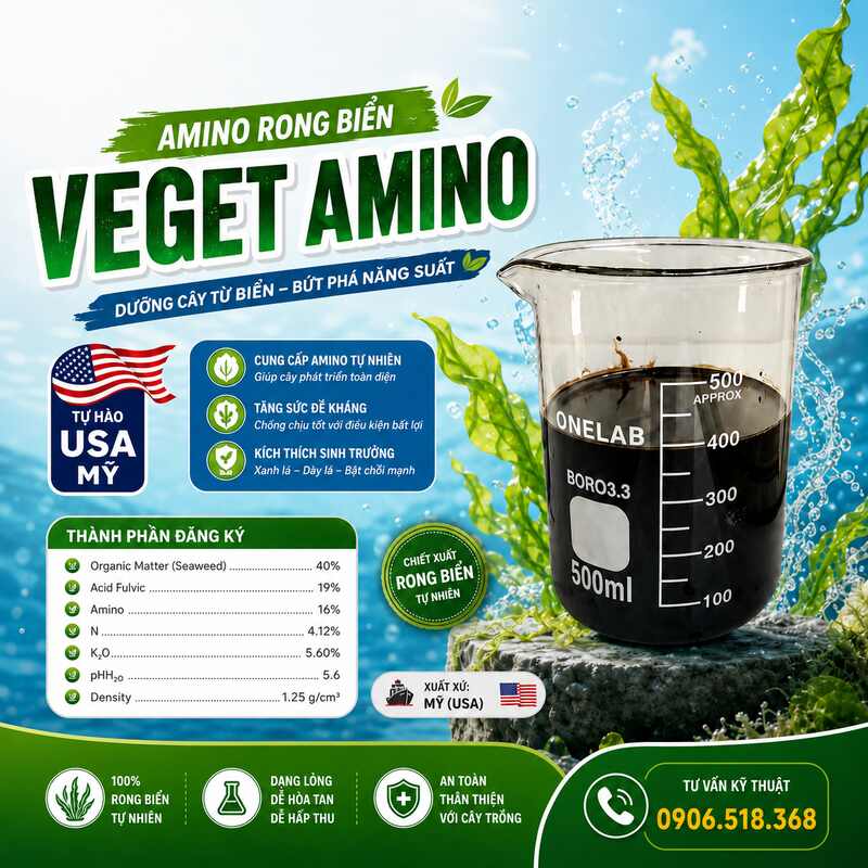 Amino Rong Biển – USA